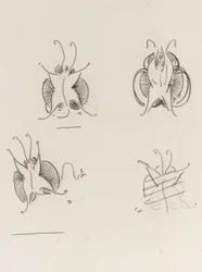 Three Whistler Butterflies and one destroyed sketch, c.1890